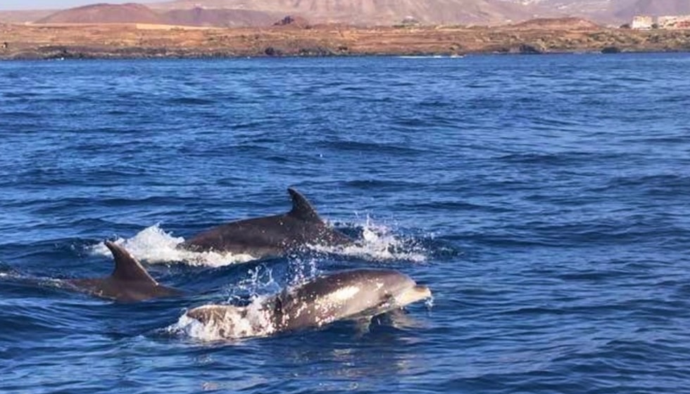 dolphins watching photo