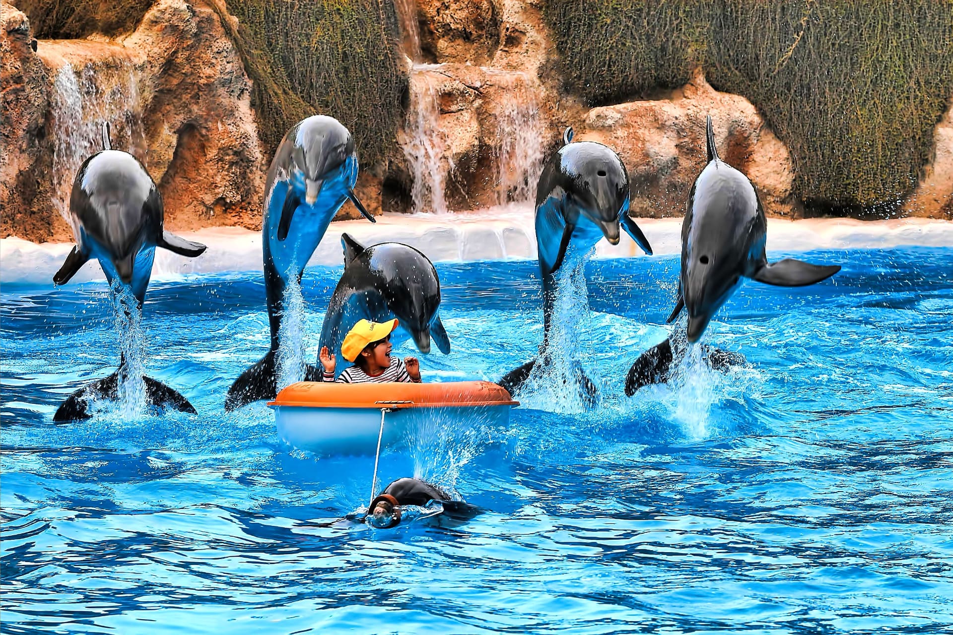 loro parque dolphin show