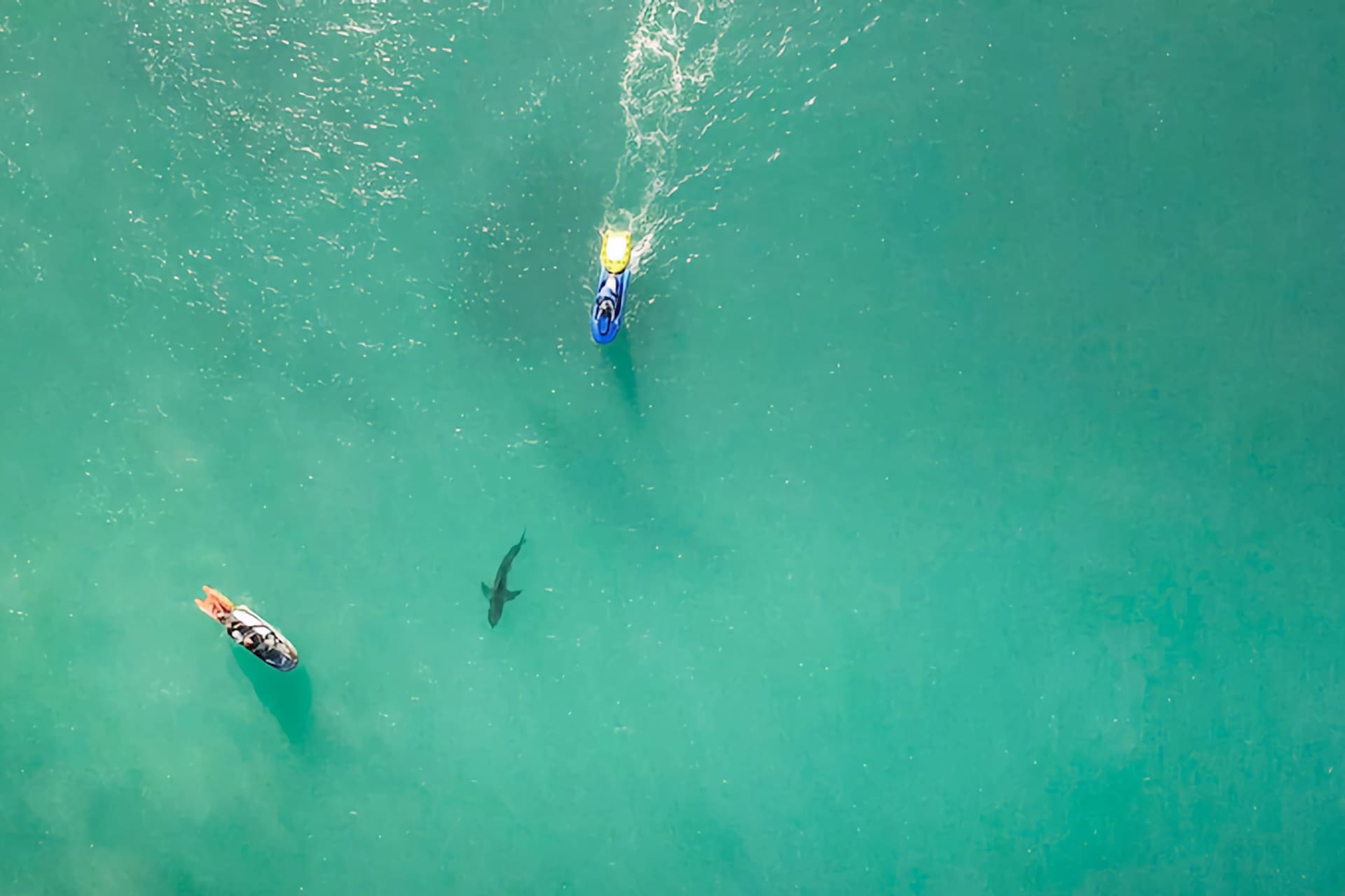 shark and jet skis