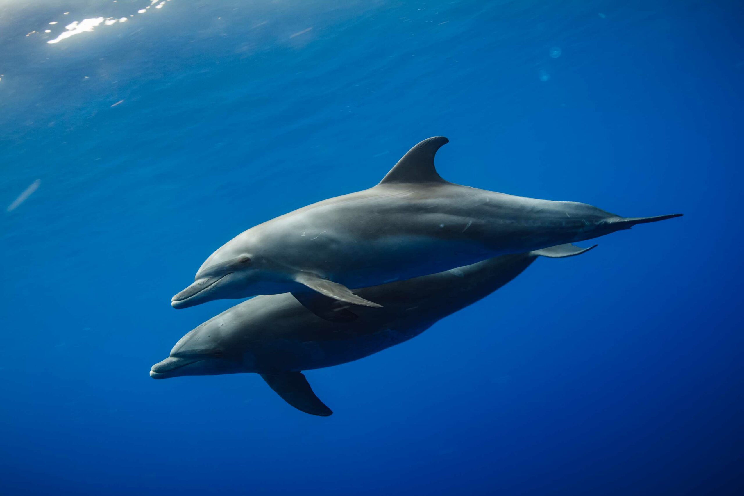 Bottlenose dolphins Tenerife